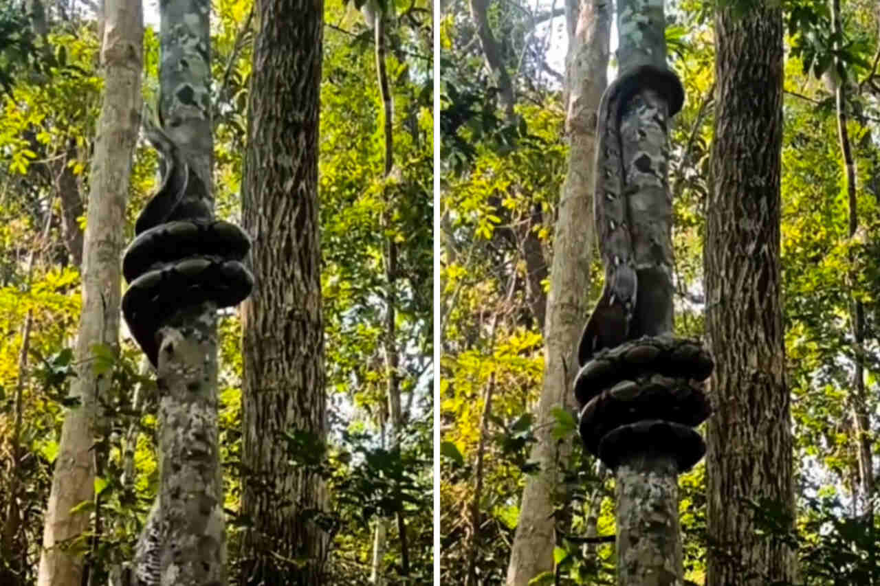 Vídeo flagra técnica impressionante de píton gigante para subir em árvore