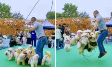 Vídeo hilário: homem pula corda com 8 cães