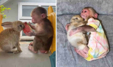 Vídeo fofo registra a amizade entre macaco e coelho