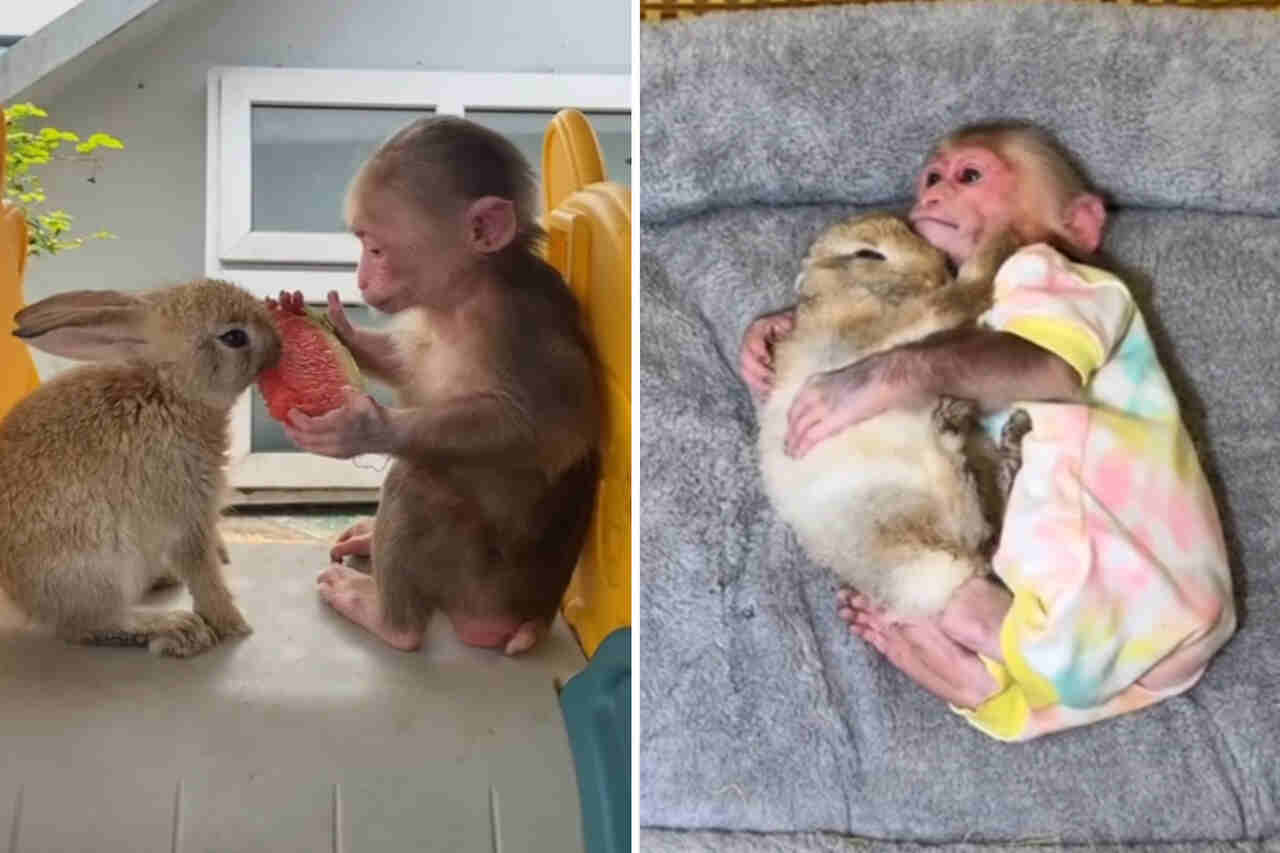 Vídeo fofo registra a amizade entre macaco e coelho