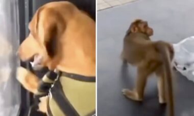 Vídeo hilário: macaco dá resposta mal-educada a cachorro bravo