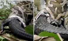 Vídeo impressionante mostra cobra gigantesca engolindo um crocodilo