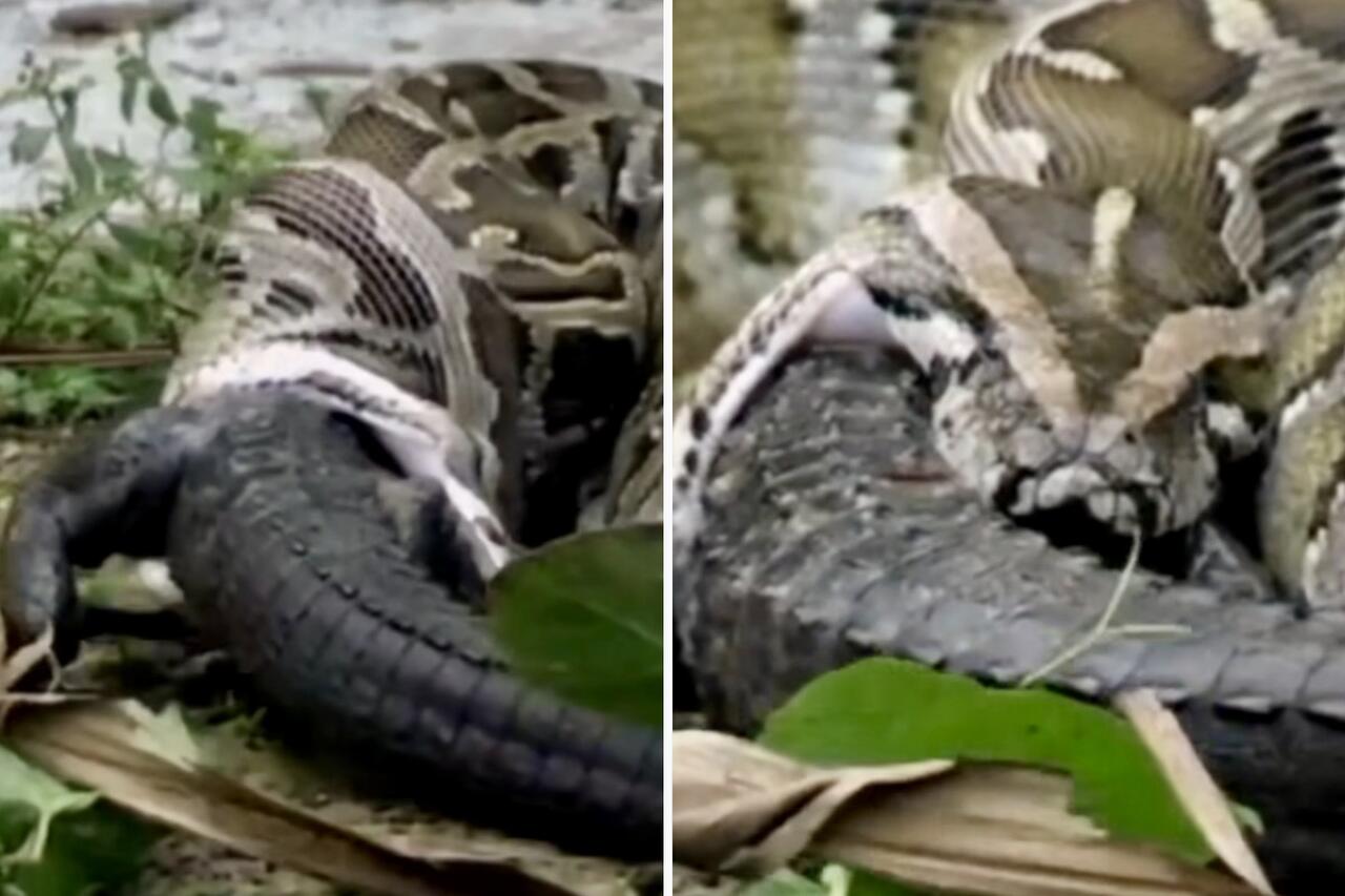 Fantastisk video visar hur en gigantisk orm sväljer en krokodil