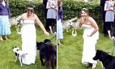 Vídeo hilário: cãozinho de rua invade casamento e deixa lembrança inesquecível no vestido da noiva