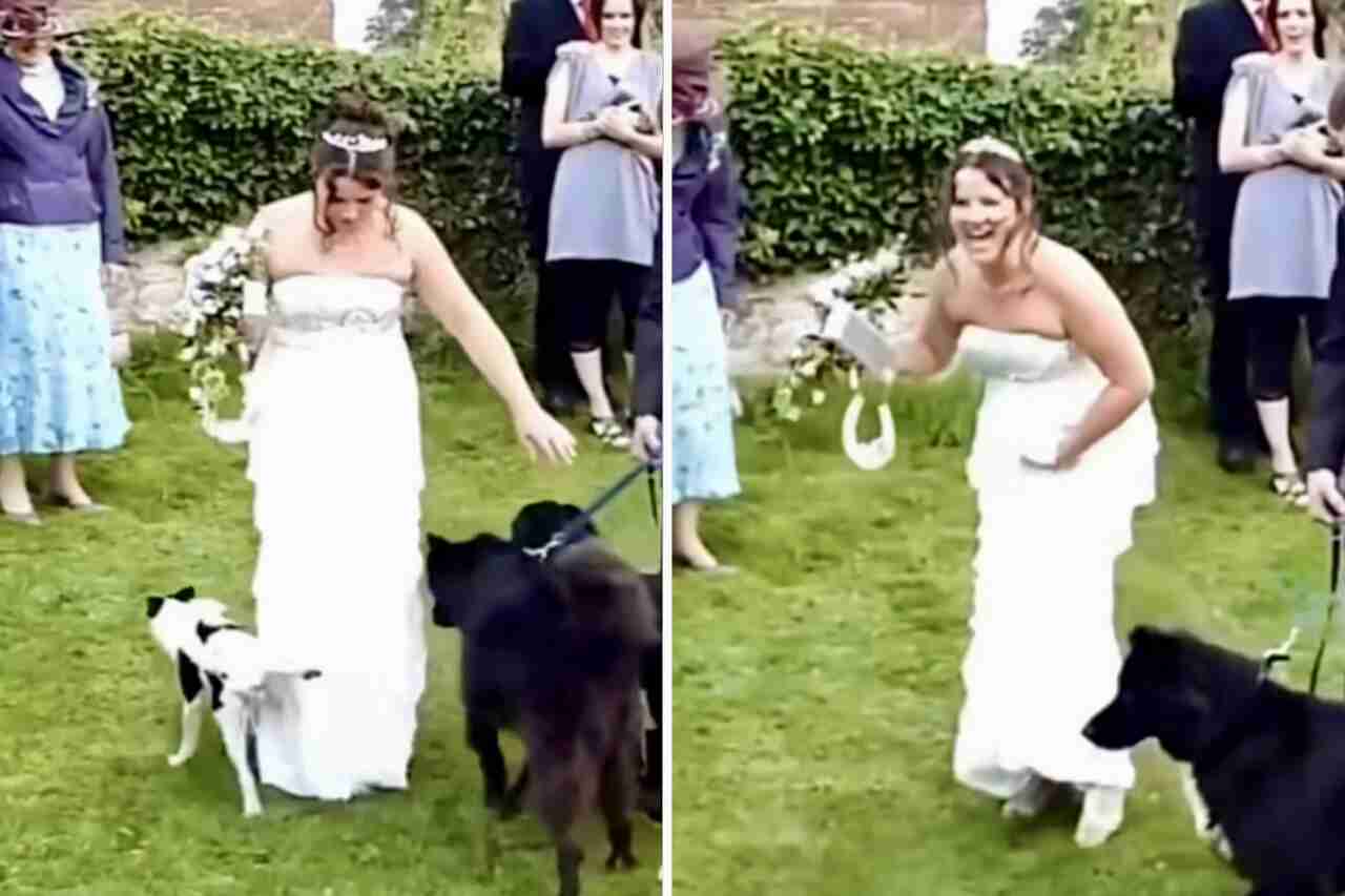 Video divertente: Cagnolino randagio irrompe in un matrimonio e lascia un segno indelebile sul vestito della sposa