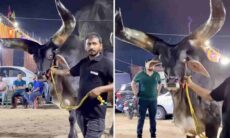 Vídeo impressionante mostra touro guzerá com o maior chifre do mundo