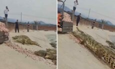 Vídeo impressionante mostra hora do almoço em criadouro de crocodilos
