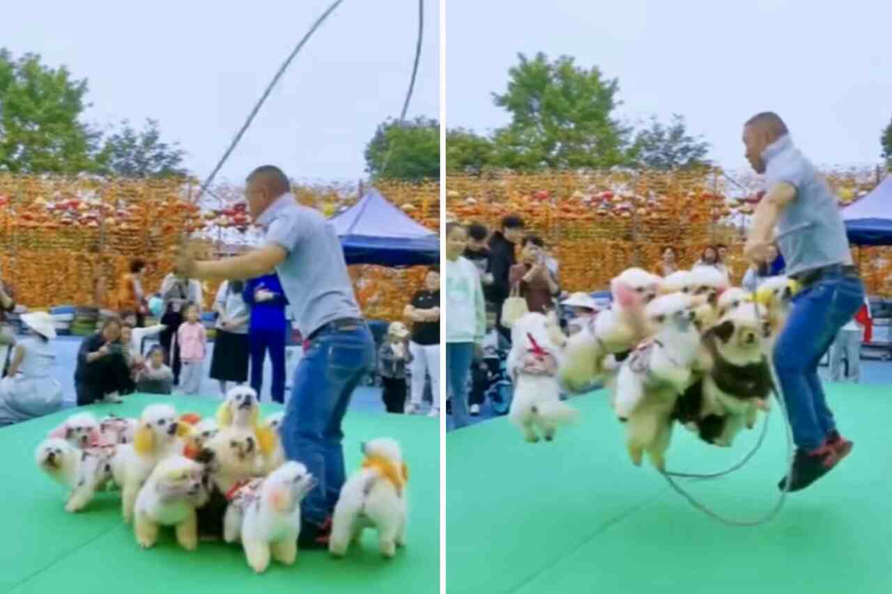 Morsom video: Mann hopper tau med 8 hunder