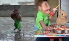 Vídeo fofo mostra macaquinho solidário que leva coelho para comer