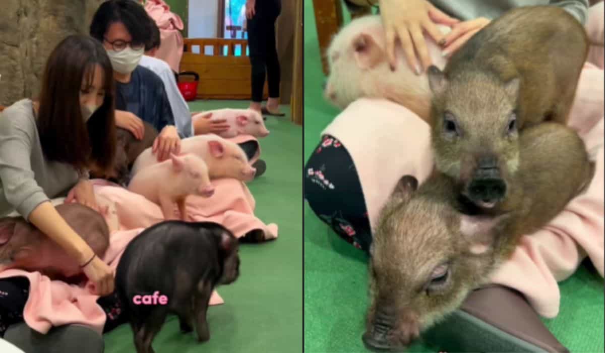 Video: discover the Japanese café where customers interact with mini pigs