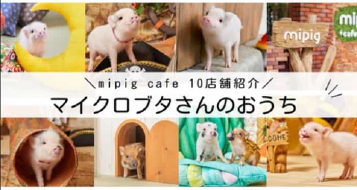 Video: ontdek het Japanse café waar klanten omgaan met minivarkens (Instagram / @mipigcafe)