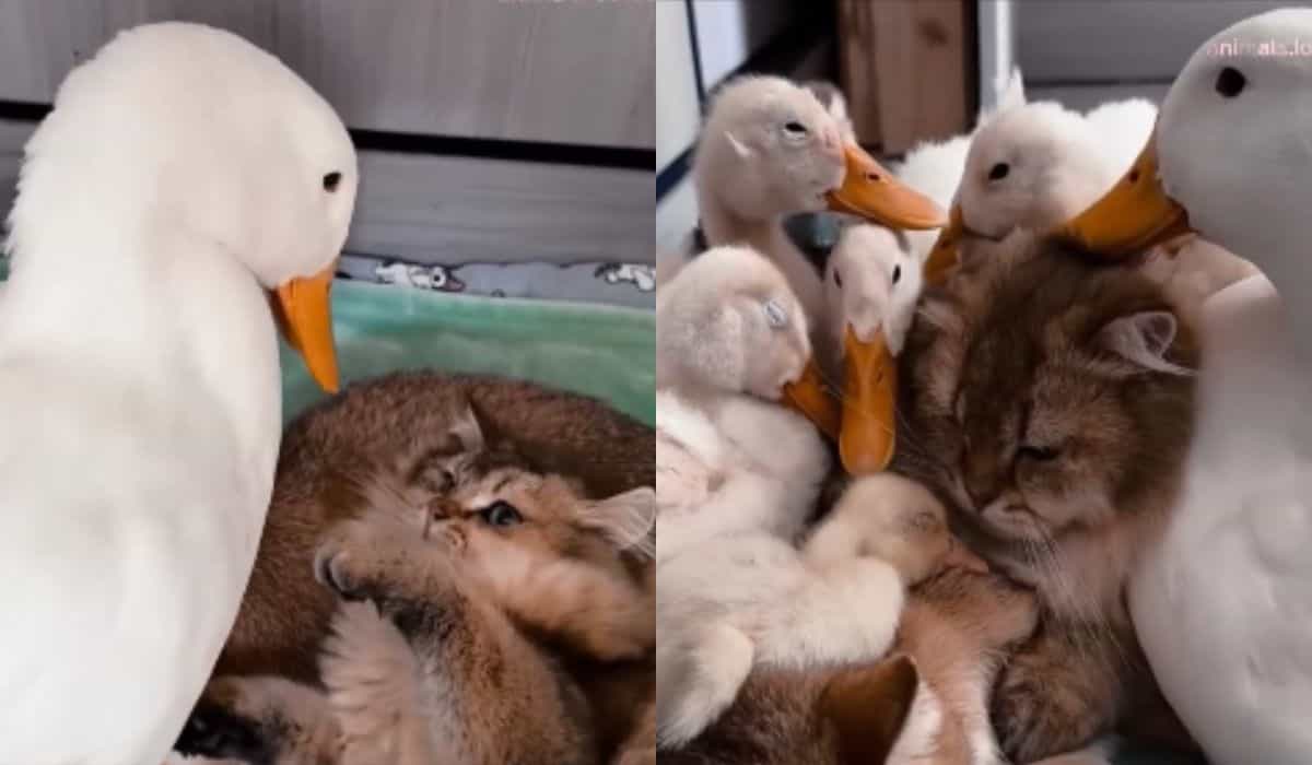 This video of cats and ducks is the cutest thing you'll see today