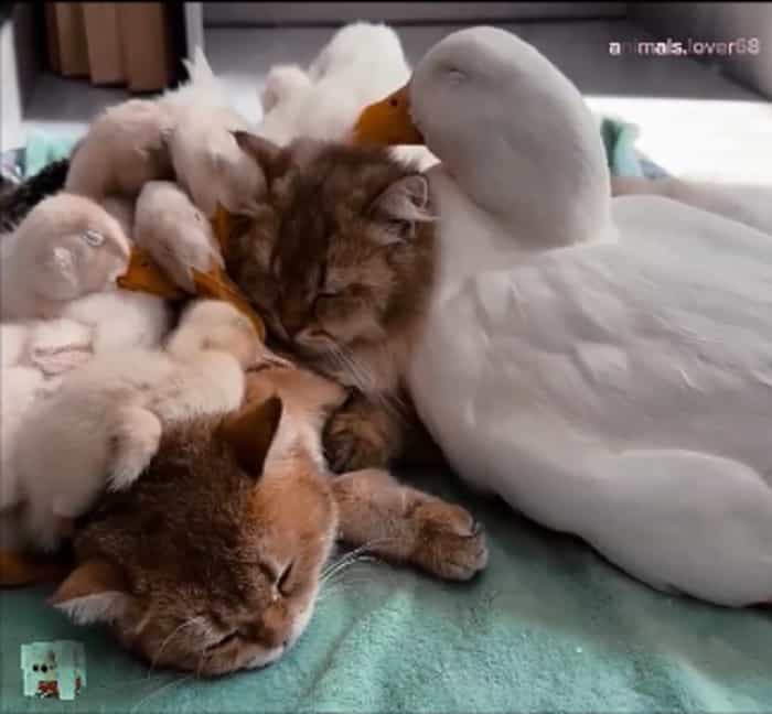 Esse vídeo de gatos e patos é a coisa mais fofa que você vai ver hoje (Reprodução/ Instagram)