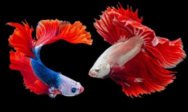 Confira os 5 melhores peixes de aquário para quem tem criança em casa