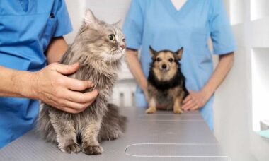 Ozonioterapia promete combater dores crônicas e dar qualidade de vida aos pets