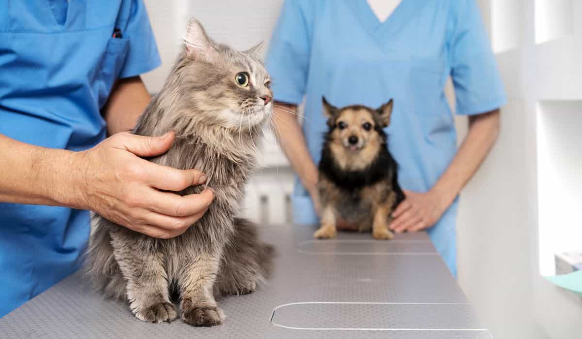 Ozonetherapie belooft chronische pijn te bestrijden en de kwaliteit van leven van huisdieren te verbeteren