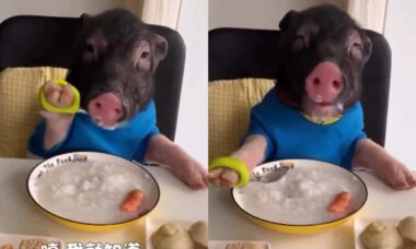 Ein Schwein gibt Etiketteunterricht, während es während einer Mahlzeit Besteck benutzt. Foto: Wiedergabe Instagram