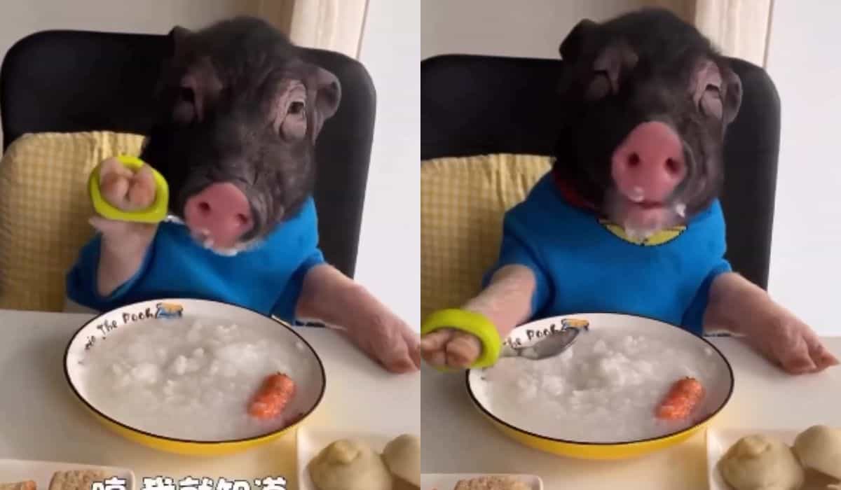 Vídeo fofo: porquinho dá aula de etiqueta ao usar talher durante refeição
