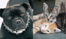 Efter att ha använt katter som levande bete för att träna en aggressiv pitbull har en 29-årig man arresterats. Foto: Reproduktion Unsplash Fabe collage - liten planta