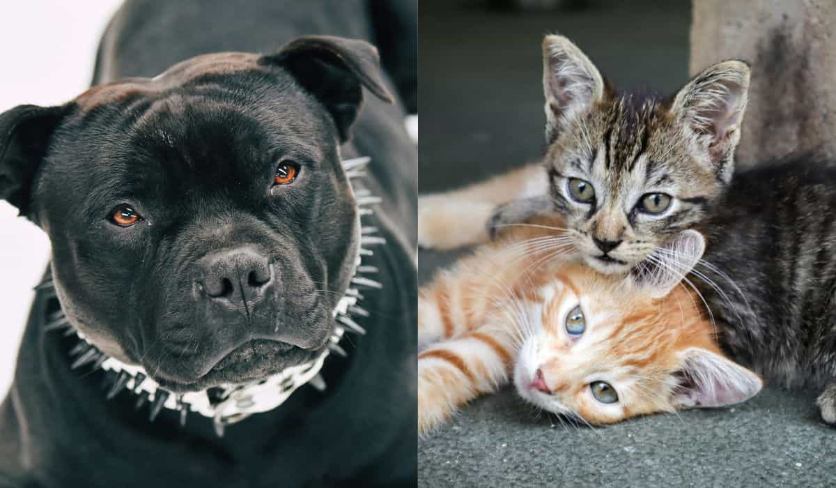 Nachdem er Katzen als lebende Köder benutzt hatte, um einen aggressiven Pitbull zu trainieren, wurde ein 29-jähriger Mann verhaftet. Foto: Reproduktion Unsplash Fabe collage – kleine Pflanze