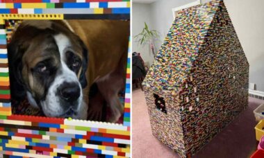 Mulher viciada em Lego constrói casa de 1,83 m para seus pets