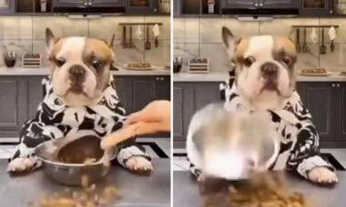 En gourmet-hund är upprörd över servicen vid middagstid. Foto: Reproduktion Instagram