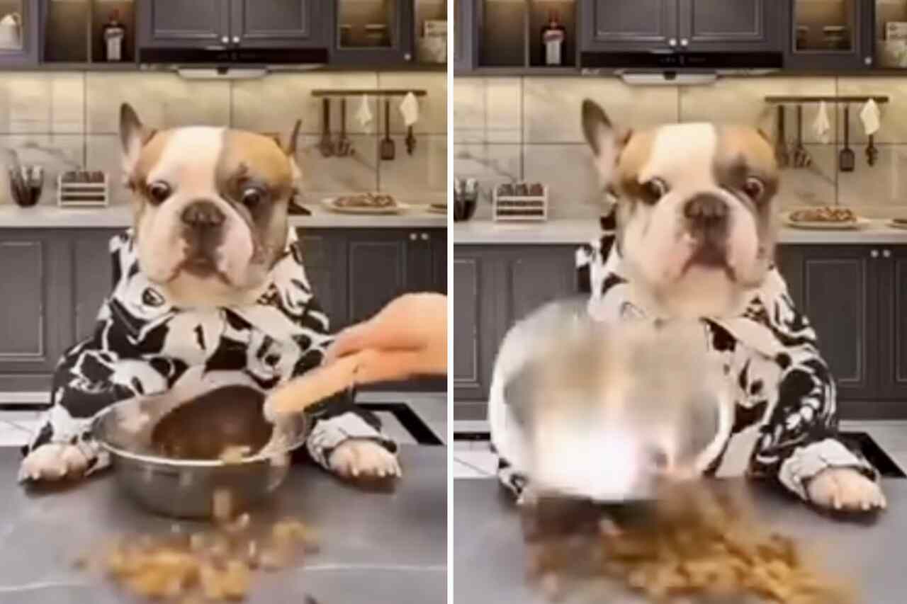 Ein Feinschmecker-Hund ist empört über den Service beim Abendessen. Foto: Reproduktion Instagram