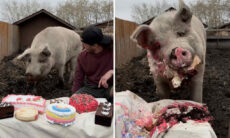 Vídeo hilário: porca gigantesca recebe banquete com 7 bolos diferentes