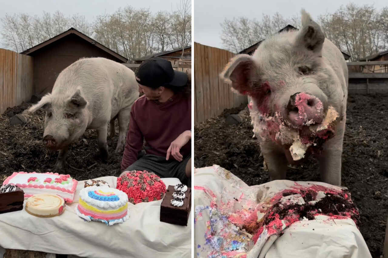 Video divertente: maiale gigante riceve banchetto con 7 torte diverse