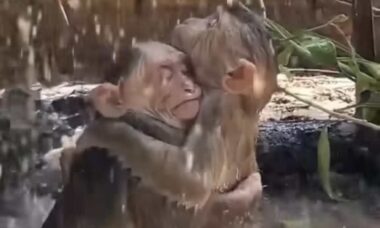 Vídeo fofo: casal de macacos apaixonados enfrenta junto a chuva forte