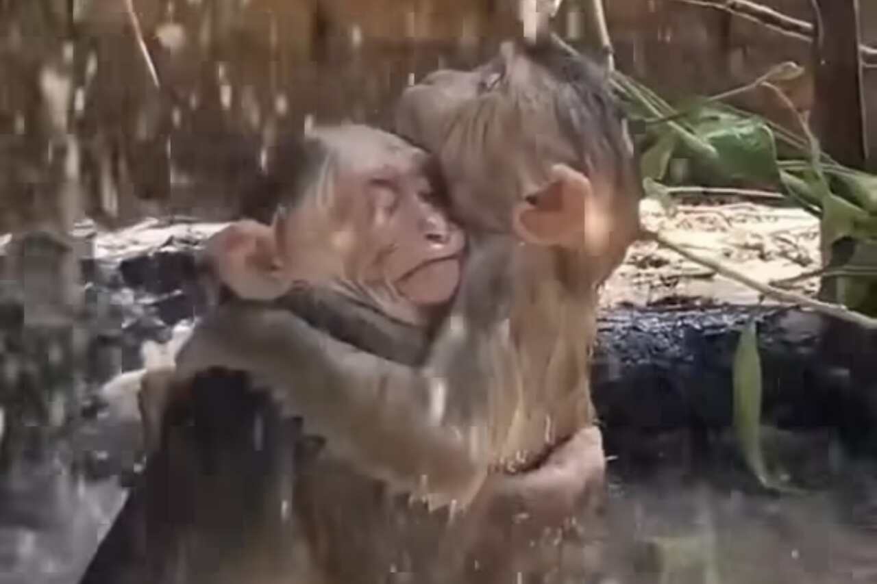Video carino: coppia di scimmie innamorate affronta insieme una forte pioggia