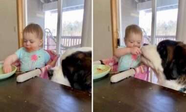 Vídeo fofo: bebezinha generosa reparte macarrão com cão são bernardo gigante