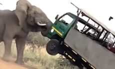 Vídeo impressionante mostra elefante atacando caminhão que invadiu seu espaço