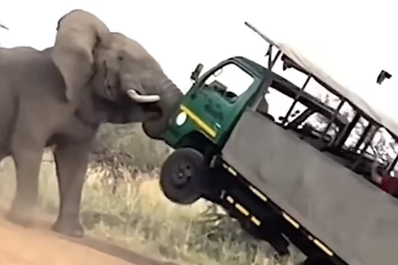 Vídeo impressionante mostra elefante atacando caminhão que invadiu seu espaço