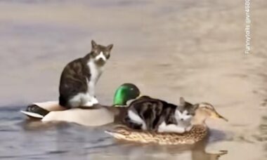 Busiga katter tar lift på ankors ryggar för att korsa en sjö. Foto: Instagram Reproduktion