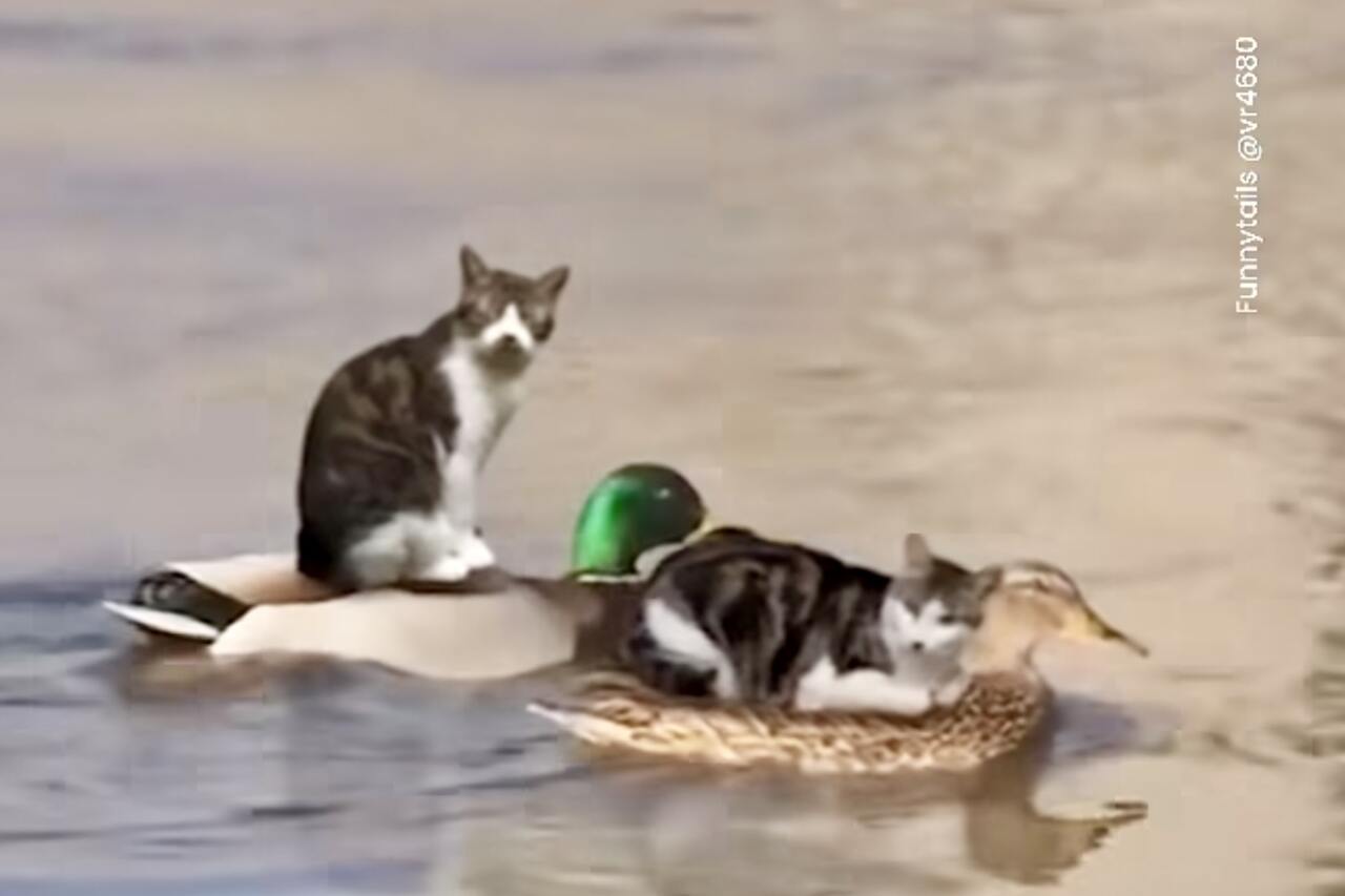 Rampete katter tar en tur på ryggen til ender for å krysse innsjøen. Foto: Instagram Reproduksjon