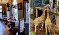 Vídeo: conheça o hotel em que hóspedes tomam café com girafas