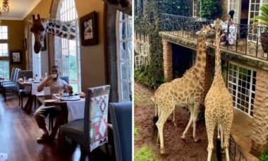 Vídeo: conheça o hotel em que hóspedes tomam café com girafas