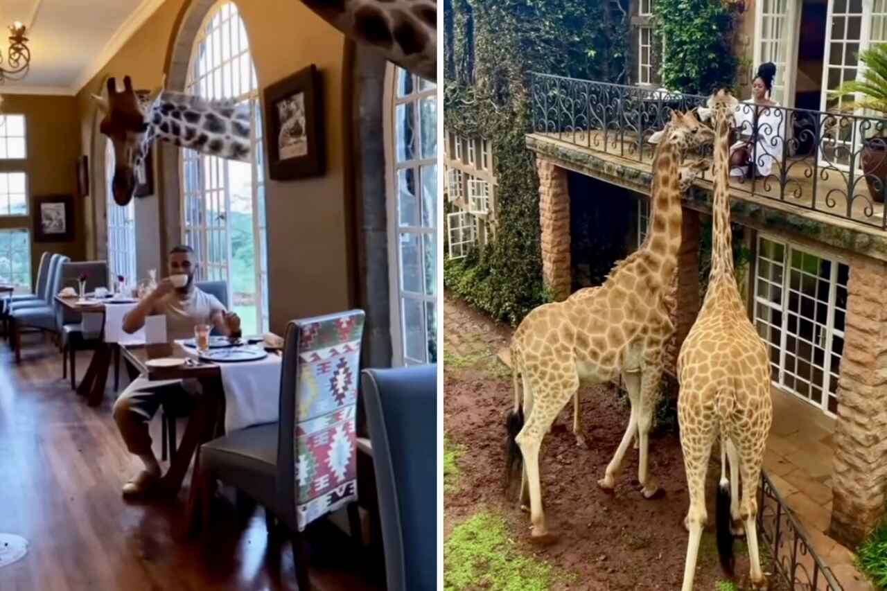 Video: scopri l'hotel dove gli ospiti fanno colazione con le giraffe