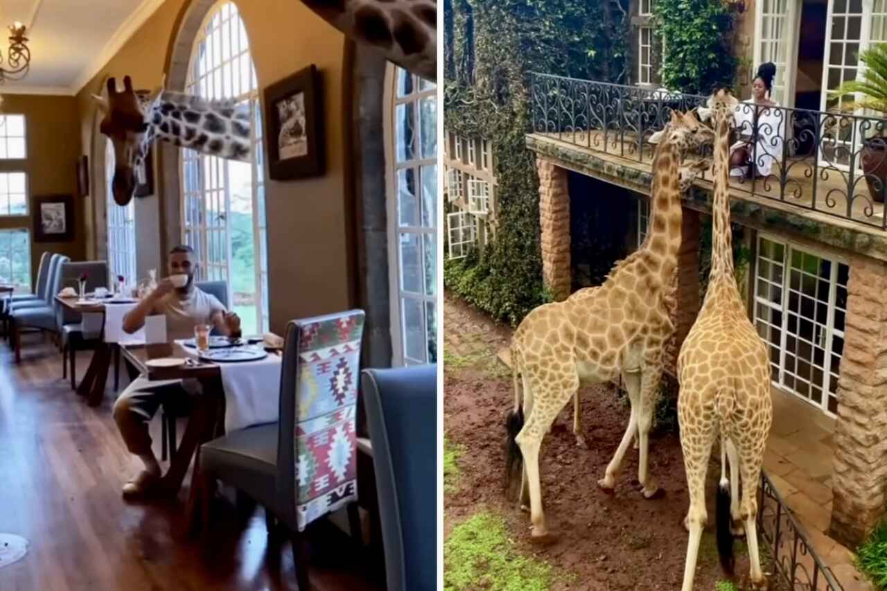 Video: Oppdag hotellet der gjestene spiser frokost med giraffer