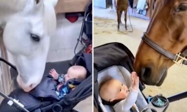 Vídeo fofo registra ligação carinhosa entre cavalos e crianças