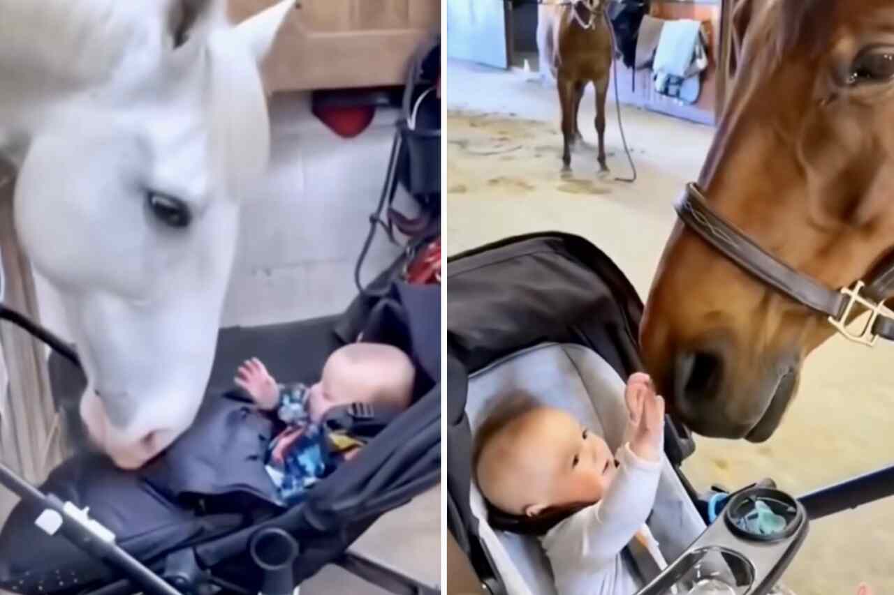 Adorable video captures loving bond between horses and children