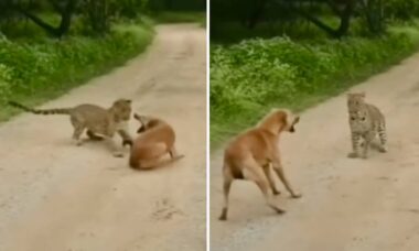 Vídeo hilário: vira-lata caramelo bota onça pra correr