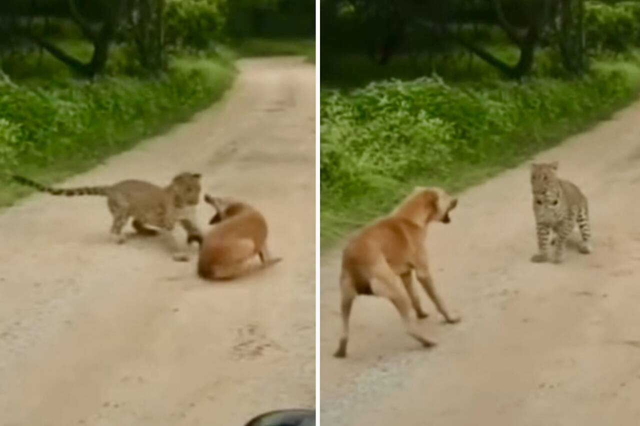 Vídeo hilário: vira-lata caramelo bota onça pra correr