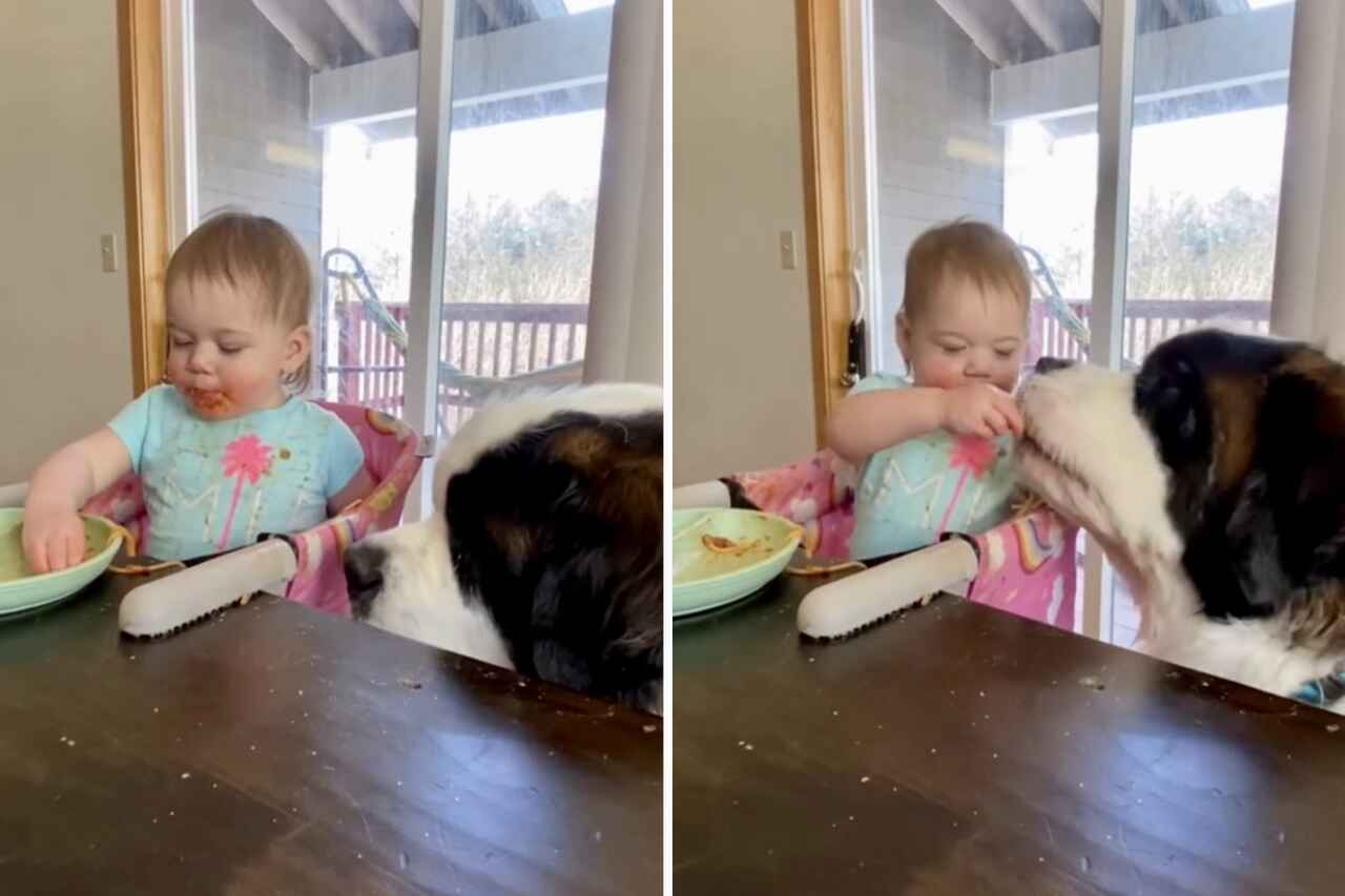 Søtt video: Sjenerøs baby deler spaghetti med gigantisk sanktbernhardshund