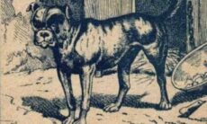 Desafio: você consegue encontrar o dono do cão na imagem em até 8 segundos?