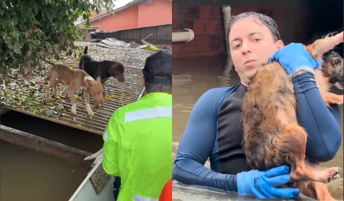 Coletânea de vídeos mostra cães sendo salvos durante a tragédia no Sul do Brasil