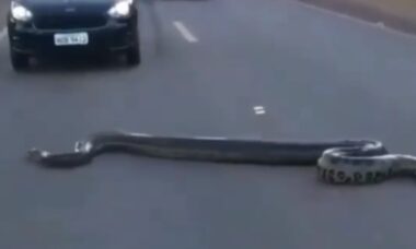 Vídeo impressionante: cobra gigantesca para o trânsito ao atravessar rodovia