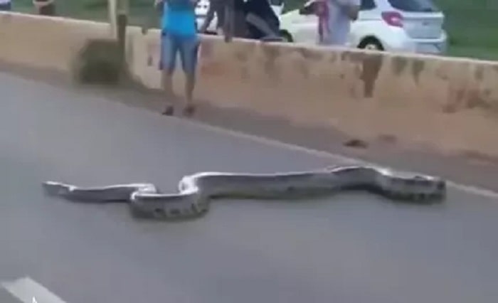 Vídeo impressionante: cobra gigantesca para o trânsito ao atravessar rodovia (Reprodução / Instagram)