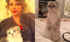 Gatos da raça scottish fold, como os de Taylor Swift, têm condição que provoca dor constante